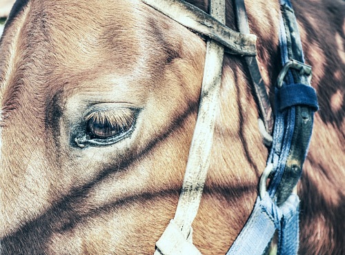 head Horse Eye