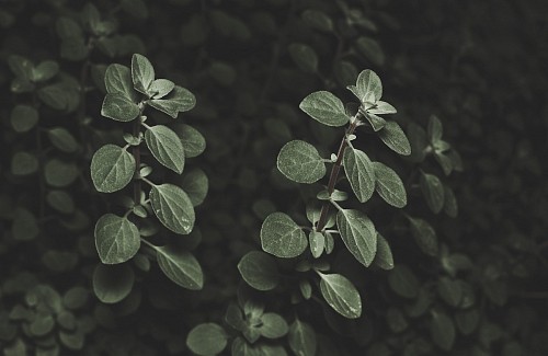 nature dark leaves background