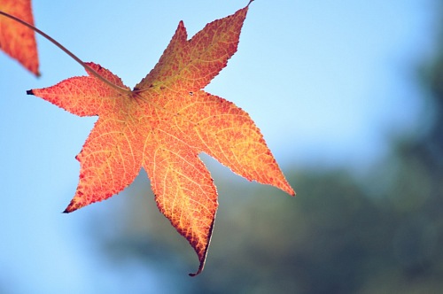 autumn leaves nature