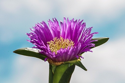 Macro of purple flower over blue sky