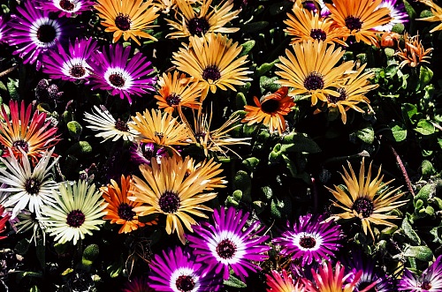 Background of multicolor flowers