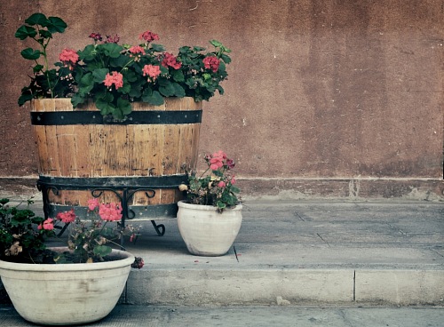Outdoor flowers