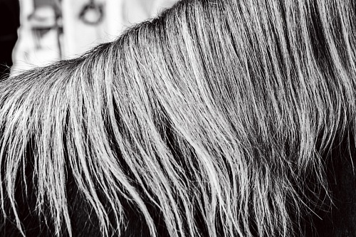 horse hair texture in black and white