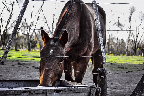 close-up of horse in drinking trough