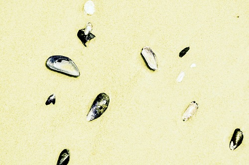 background of snails on the beach
