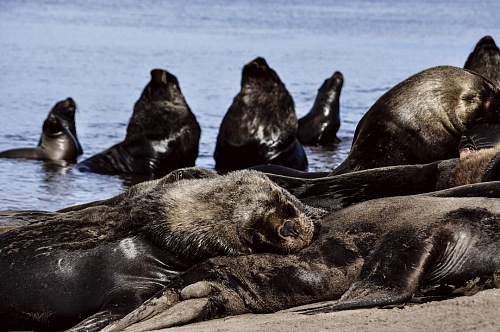 Sea lions resting at Necochea Beach in Buenos Aires, Argentina