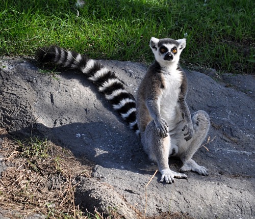 Lemurs of Madagascar