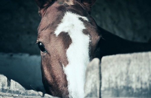 Horse eye on barn