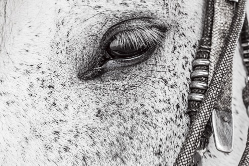 close-up of black and white horse eye