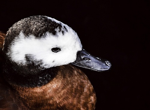 Head duck with back background
