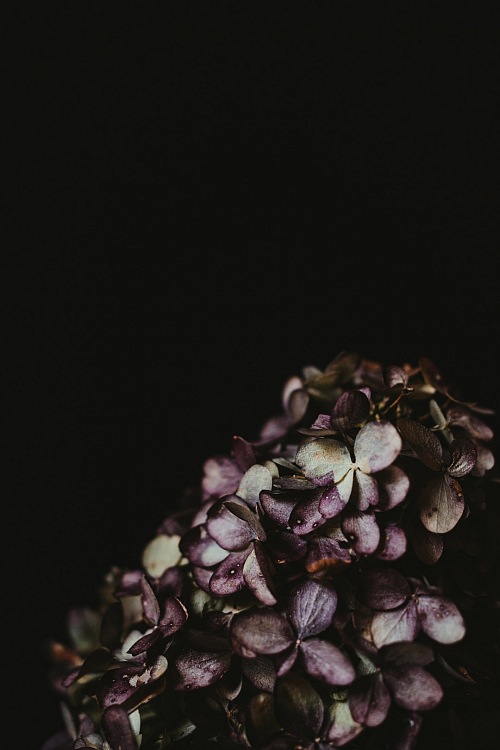 Mound Of Leaves Against Black background